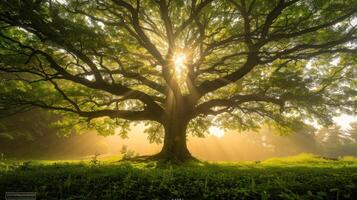 Sunlight Filtering Through the Canopy of a Majestic Tree photo