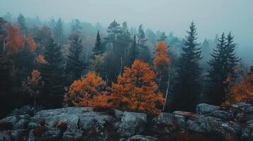 Misty Autumn Forest with Orange Trees photo