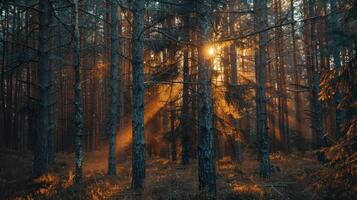 Sunlight Through the Trees in a Forest photo