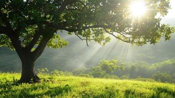 Sunbeams Through the Trees in a Misty Landscape photo