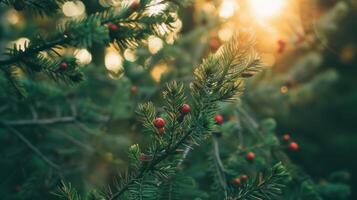 Sunlight Filtering Through Evergreen Branches photo