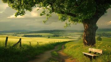Peaceful Countryside with a Bench Under a Tree photo