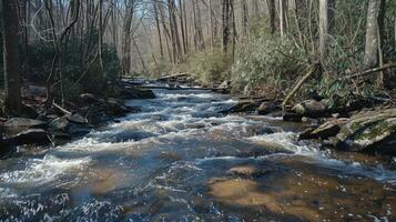 A River Flowing Through a Forest photo