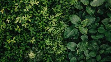 A Lush Green Wall of Tropical Foliage photo
