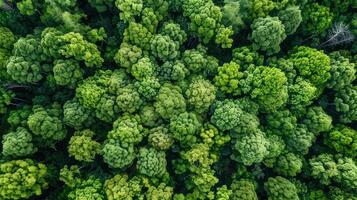 Aerial View of a Lush Forest Canopy photo