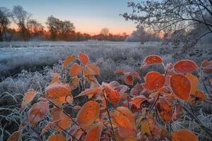 Frost-Kissed Leaves at Dawn in a Winter Meadow photo
