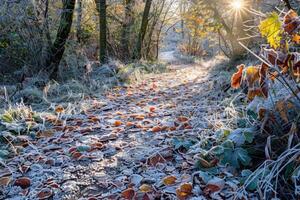 Morning Frost on a Sunny Forest Path photo