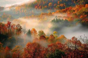 A misty forest with trees in autumn colors photo
