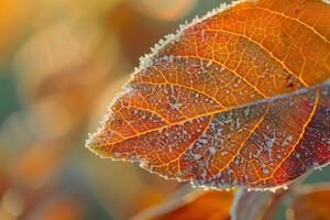 A leaf with frost on it is the main focus of the image photo