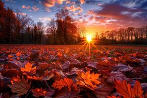 Sunburst Through Autumn Leaves on Ground photo