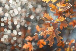 Sunlit Autumn Leaves with Sparkling Bokeh Background photo