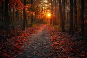 Sunset Radiance on a Leaf-Strewn Forest Path photo