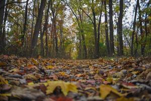 Low Angle View of a Leaf-Covered Forest Path photo