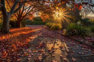 Sunlit Pathway with Autumn Leaves photo