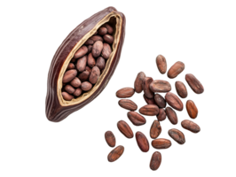 top view of fresh cocoa pods with dried beans isolated background png