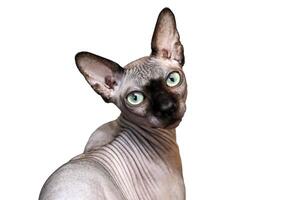 Sphynx cat with green eyes portrait isolated on white background photo