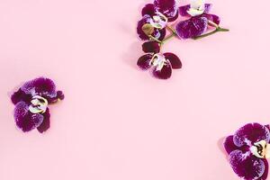 Purple orchids with greens on a pink background. Space for text. photo