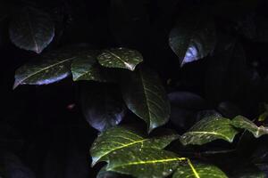 dark blue texture of leaves with a greenish tint. photo