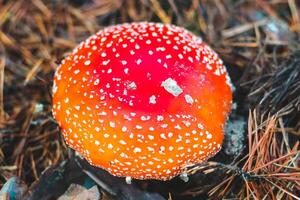 Fly agaric danger to mushroom pickers photo