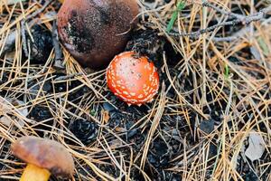 Edible mushroom Imleria badia and poisonous mushroom Amanita photo