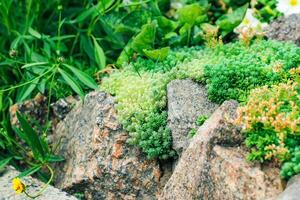 Alpine style flower bed with stones and succulents. photo