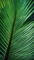 Lush Palm Leaf, close-up of a tropical palm leaf, long arching fronds, pattern of light and shadow photo