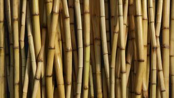Close Up Texture of Golden Brown Bamboo Poles photo