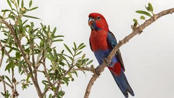 A Red Collared Lorikeet Perched on a Branch Against a White Background photo