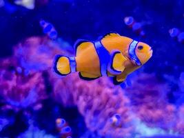 Anemone fish playing on the coral reef, beautiful color clownfish on coral reefs photo