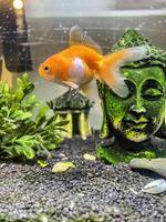 Red crucian carp swimming in an aquarium photo