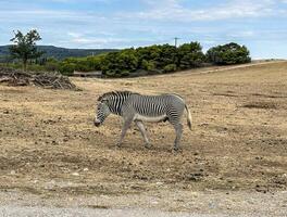 Zebra animal in the wild photo