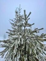 Fir tree covered in frozen snow on a cold winter day photo