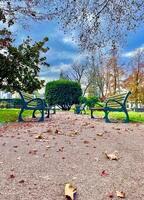 Benches in a park with colorful fallen leaves, trees and blue sky in autumn photo