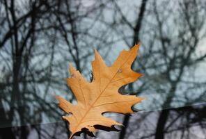 Naked trees reflects in the glass with fallen leaf on it photo