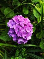 HYDRANGEA MACROPYLLA, PINK AND LILAC, FULL BLOOM, SINGLE FLOWER, CLOSE UP photo