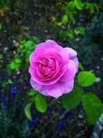 A SINGLE PINK ENGLISH ROSE IN FULL BLOOM WITH DEW photo