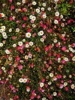 PATCH OF ENGLISH WILDFLOWER DAISIES photo