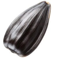 Sunflower seed isolate on transparent background. png