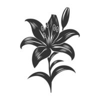 Lily flower silhouette with bud, leaves artwork on isolated white background. vector