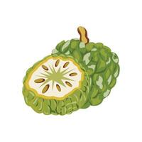 Custard apple fruit Illustration isolated on a white background. Design element illustration of a fresh fruit. vector
