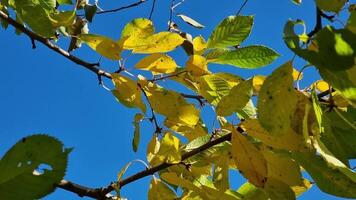 Tree with green and yellow leaves on the background of clear blue sky. Autumn in the garden. View from the bottom. video