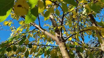 Tree with green and yellow leaves on the background of clear sky. Autumn in the garden. video