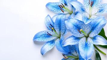Blue lilies flower photo