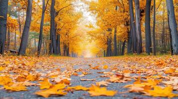 Two rows of maple forests photo