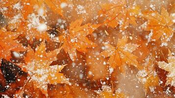 Snow falls on orange frozen maple leaves photo
