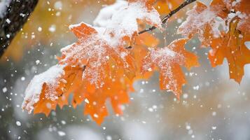 nature beauty snow falls on orange maple leaves photo