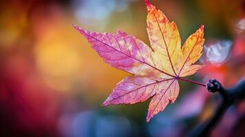 Vibrant autumn maple leaf photo