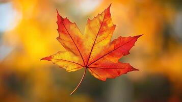 Vibrant autumn maple leaf photo