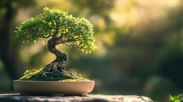 A serene bonsai tree carefully pruned photo