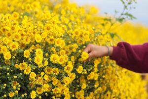 Farmers walk in bright yellow chrysanthemum fields and are harvesting chrysanthemum flowers for drying and making chrysanthemum herbal tea and selling them to tourists visiting the gardens. photo